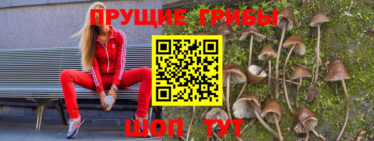 Галлюциногенные грибы Magic Shrooms  Абинск  Псилоцибиновые грибы мицелий 